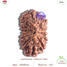 Load image into Gallery viewer, 16 Mukhi Rudraksha from Indonesia - Bead No. 110