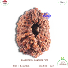 Load image into Gallery viewer, 16 Mukhi Rudraksha from Indonesia - Bead No. 223