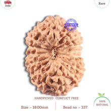 Load image into Gallery viewer, 16 Mukhi Rudraksha from Indonesia - Bead No. 337