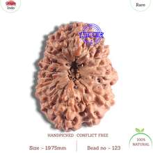 Load image into Gallery viewer, 16 Mukhi Rudraksha from Indonesia - Bead No. 123