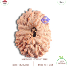 Load image into Gallery viewer, 16 Mukhi Rudraksha from Indonesia - Bead No. 312