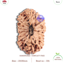 Load image into Gallery viewer, 16 Mukhi Rudraksha from Indonesia - Bead No. 331