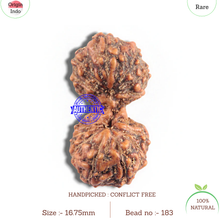 Load image into Gallery viewer, 16 Mukhi Gaurishankar Rudraksha from Indonesia - Bead No. 183