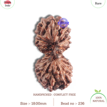 Load image into Gallery viewer, 16 Mukhi Gaurishankar Rudraksha from Indonesia - Bead No. 236