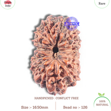 Load image into Gallery viewer, 15 Mukhi Indonesian Rudraksha - Bead No. 126