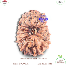 Load image into Gallery viewer, 15 Mukhi Indonesian Rudraksha - Bead No. 121