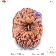 Load image into Gallery viewer, 15 Mukhi Indonesian Rudraksha - Bead No. 120