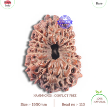Load image into Gallery viewer, 15 Mukhi Indonesian Rudraksha - Bead No. 113