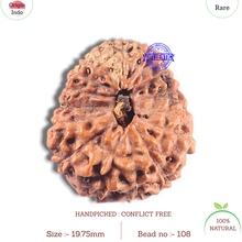 Load image into Gallery viewer, 15 Mukhi Indonesian Rudraksha - Bead No. 108