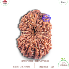 Load image into Gallery viewer, 15 Mukhi Indonesian Rudraksha - Bead No. 114