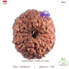 Load image into Gallery viewer, 15 Mukhi Indonesian Rudraksha - Bead No. 105