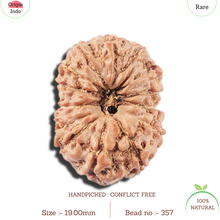 Load image into Gallery viewer, 14 mukhi Indonesian Rudraksha - Bead No. 357