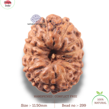 Load image into Gallery viewer, 13 Mukhi Indonesian Rudraksha - Bead No 299