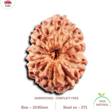Load image into Gallery viewer, 13 Mukhi Indonesian Rudraksha - Bead No. 271