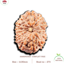 Load image into Gallery viewer, 13 Mukhi Indonesian Rudraksha - Bead No 273