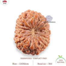 Load image into Gallery viewer, 13 Mukhi Indonesian Rudraksha - Bead No 310