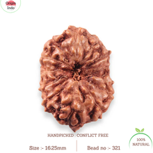 Load image into Gallery viewer, 13 Mukhi Indonesian Rudraksha - Bead No. 321