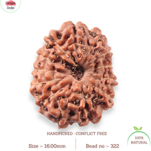 Load image into Gallery viewer, 13 Mukhi Indonesian Rudraksha - Bead No. 322
