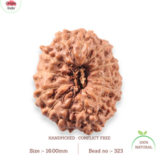 Load image into Gallery viewer, 13 Mukhi Indonesian Rudraksha - Bead No. 323
