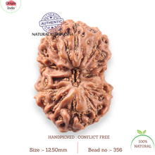 Load image into Gallery viewer, 12 Mukhi Indonesian Rudraksha - Bead No. 356
