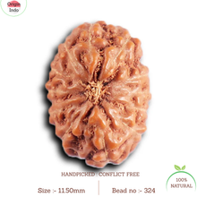 Load image into Gallery viewer, 12 Mukhi Indonesian Rudraksha - Bead No. 324