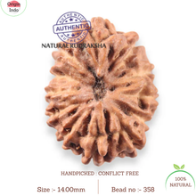Load image into Gallery viewer, 12 Mukhi Indonesian Rudraksha - Bead No.358