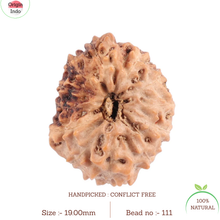 Load image into Gallery viewer, 12 Mukhi Indonesian Rudraksha - Bead No. 111