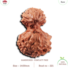 Load image into Gallery viewer, Gaurishanker Rudraksha from Indonesia -221