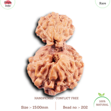 Load image into Gallery viewer, Gaurishanker Rudraksha from Indonesia - 202