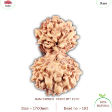 Load image into Gallery viewer, Gaurishanker Rudraksha from Indonesia - 193
