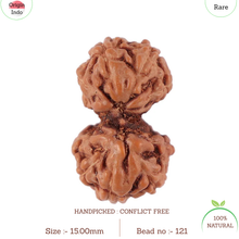 Load image into Gallery viewer, Gaurishanker Rudraksha from Indonesia - 121