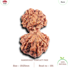 Load image into Gallery viewer, Gaurishanker Rudraksha from Indonesia - 191