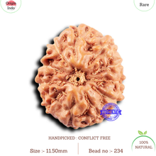 Load image into Gallery viewer, 11 Mukhi Indonesian Rudraksha - Bead No.234
