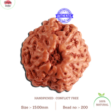 Load image into Gallery viewer, 11 Mukhi Indonesian Rudraksha - Bead No. 200
