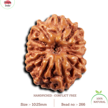 Load image into Gallery viewer, 11 Mukhi Indonesian Rudraksha - Bead No. 266
