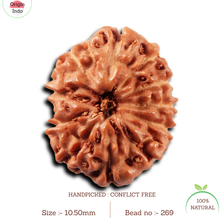 Load image into Gallery viewer, 11 Mukhi Indonesian Rudraksha - Bead No. 269
