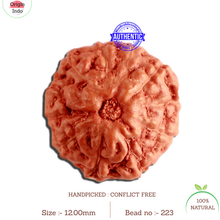 Load image into Gallery viewer, 11 Mukhi Indonesian Rudraksha - Bead No. 223