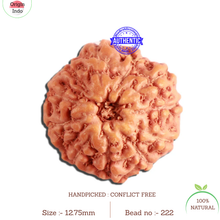 Load image into Gallery viewer, 11 Mukhi Indonesian Rudraksha - Bead No. 222