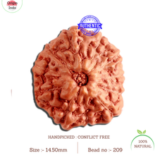 Load image into Gallery viewer, 11 Mukhi Indonesian Rudraksha - Bead No. 209