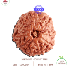 Load image into Gallery viewer, 11 Mukhi Indonesian Rudraksha - Bead No. 198