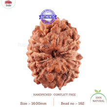 Load image into Gallery viewer, 11 Mukhi Indonesian Rudraksha - Bead No. 162