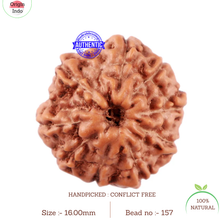 Load image into Gallery viewer, 11 Mukhi Indonesian Rudraksha - Bead No. 157