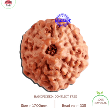 Load image into Gallery viewer, 11 Mukhi Indonesian Rudraksha - Bead No. 225