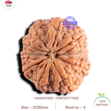 Load image into Gallery viewer, 11 Mukhi Indonesian Rudraksha - Bead No. 4