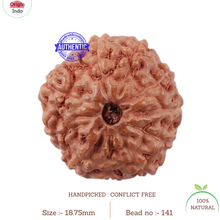 Load image into Gallery viewer, 11 Mukhi Indonesian Rudraksha - Bead No. 141