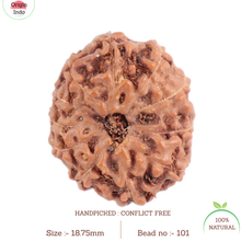 Load image into Gallery viewer, 11 Mukhi Indonesian Rudraksha - Bead No. 101