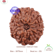 Load image into Gallery viewer, 11 Mukhi Indonesian Rudraksha - Bead No. 151