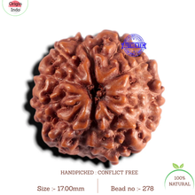 Load image into Gallery viewer, 11 Mukhi Indonesian Rudraksha - Bead No. 278