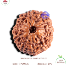 Load image into Gallery viewer, 11 Mukhi Indonesian Rudraksha - Bead No. 279