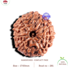 Load image into Gallery viewer, 11 Mukhi Indonesian Rudraksha - Bead No. 281